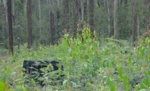 seedlings in a native forest