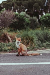 Photograph of a fox sitting on the road (by Guille Pozzi on Unsplash)