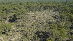 Neglect is the real threat to our forests Picture of windfall in Wombat State Forest