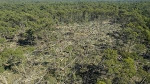 Picture of windfall in Wombat State Forest